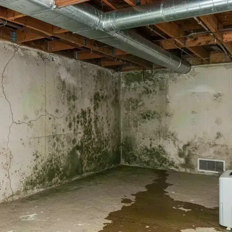 Professional Mold Removal in Metamora, IL